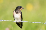 Barn Swallow - Boerenzwaluw - Hirundo rustica