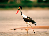 Saddle-billed Stork - Zadelbekooievaar - Ephippiorhynchus senegalensis