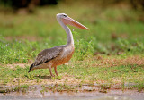 Pink-backed Pelican - Kleine Pelikaan - Pelicanus rufescens
