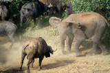 Elephant/Buffalo standoff - Olifant/Buffel impasse
