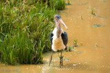 Marabou Stork - Afrikaanse Maraboe - Leptoptilos crumenifer