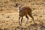 Bushbuck - Bosbok - Tragelaphus scriptus