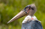 Marabou Stork - Afrikaanse Maraboe - Leptoptilos crumenifer