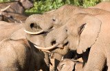 African Elephant - Afrikaanse Olifant - Loxodonta africana