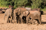 African Elephant - Afrikaanse Olifant - Loxodonta africana