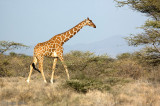 Giraffe - Giraf - Giraffa camelopardalis