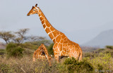 Giraffe - Giraf - Giraffa camelopardalis