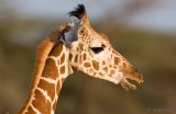 Giraffe - Giraf - Giraffa camelopardalis