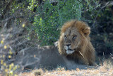 Lion - Leeuw - Panthera leo