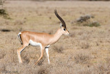 Grants Gazelle - Grantgazelle - Nanger granti 