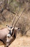 East African Oryx - Oost-Afrikaanse Spiesbok - Oryx beisa