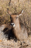 Waterbuck - Waterbok - Kobus ellipsiprymnus