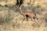 Geranuk - Gerenoek - Litocranius walleri