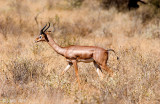 Geranuk - Gerenoek - Litocranius walleri