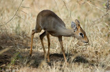 Kirks Dik-dik - Kirks Dikdik - Madoqua kirkii