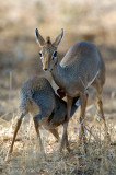 Kirks Dik-dik - Kirks Dikdik - Madoqua kirkii