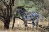 Grevys Zebra - Grvyzebra - Equus grevyi