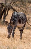Grevys Zebra - Grvyzebra - Equus grevyi