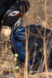 Vulterine Guineafowl - Gierparelhoen - Acryllium vulturinum