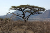 Acacia tree