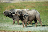Cape Buffalo - Kaapse Buffel - Syncerus caffer
