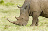 White Rhinoceros - Witte Neushoorn - Ceratotherium simum