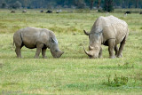 White Rhinoceros - Witte Neushoorn - Ceratotherium simum