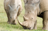 White Rhinoceros - Witte Neushoorn - Ceratotherium simum