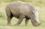 White Rhinoceros - Witte Neushoorn - Ceratotherium simum