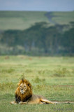 Lion - Leeuw - Panthera leo