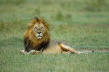 Lion - Leeuw - Panthera leo