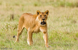 Lion - Leeuw - Panthera leo