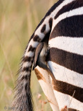 Red-billed Oxpecker - Roodsnavelossenpikker - Buphagus erythrorhynchus