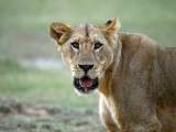 Lion - Leeuw - Panthera leo