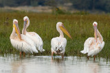 Great White Pelican - Roze Pelikaan - Pelecanus onocrotalus