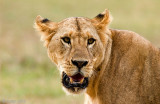 Lion - Leeuw - Panthera leo