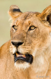 Lion - Leeuw - Panthera leo