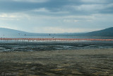 Lesser Flamingo - Kleine Flamingo - Phoeniconaias minor