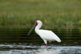 African Spoonbill - Afrikaanse Lepelaar - Platalea alba