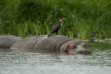 Hippopotamus - Nijlpaard - Hippopotamus amphibius