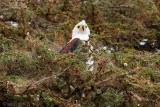 African Fish Eagle - Afrikaanse Zeearend - Haliaeetus vocifer