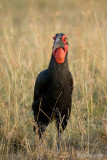 Southern Ground Hornbill -Zuidelijke Hoornraaf -  Bucorvus leadbeateri