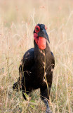Southern Ground Hornbill -Zuidelijke Hoornraaf -  Bucorvus leadbeateri
