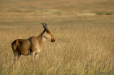 Hartebeest - Hartebeest - Alcelaphus buselaphus