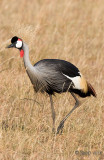 Grey Crowned Crane - Grijze Kroonkraanvogel - Balearica regulorum