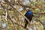 Southern Blue-eared Glossy-starling - Zuidelijke Blauwoorglansspreeuw - Lamprotornis elisabeth