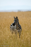 Plains Zebra - Steppezebra -Equus quagga