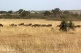 Blue Wildebeest - Blauwe Gnoe - Connochaetes taurinus