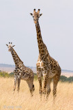Giraffe - Giraf - Giraffa camelopardalis