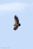 African White-backed Vulture - Afrikaanse Witruggier - Gyps africanus